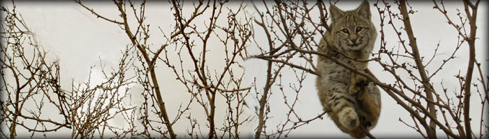 owl in tree